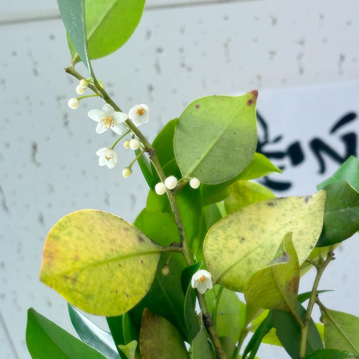 画像552